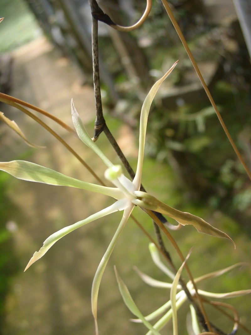 Aerangis gracillima
