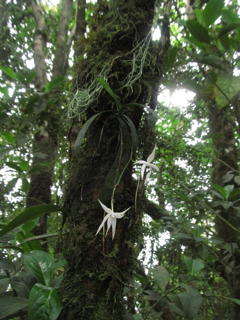 Aerangis gravenreuthii photo 2