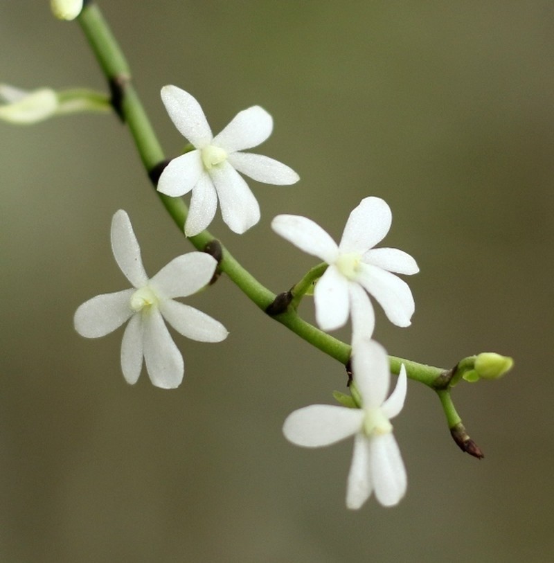 Aerangis hologlottis