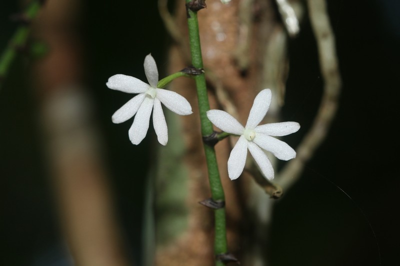 Aerangis hologlottis photo 2
