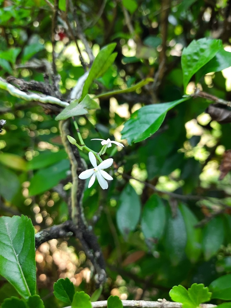 Aerangis hologlottis photo 3