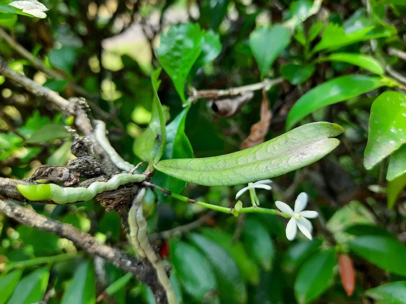 Aerangis hologlottis photo 4