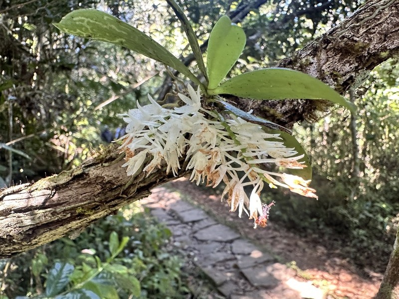 Aerangis hyaloides