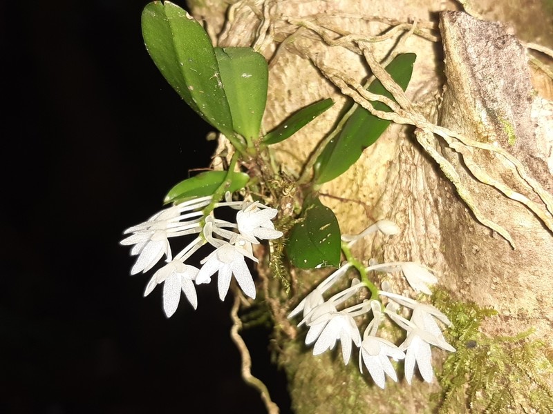 Aerangis hyaloides photo 2