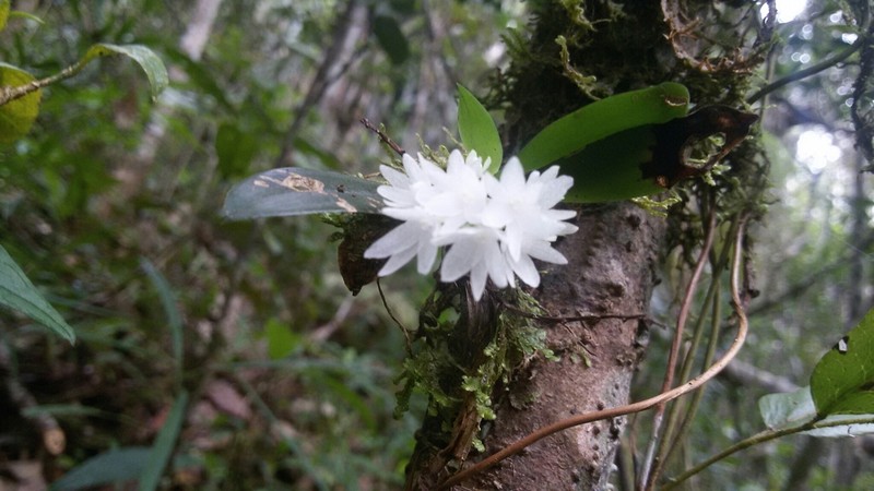 Aerangis hyaloides photo 3