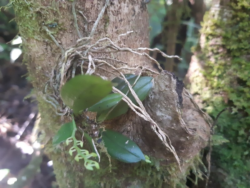 Aerangis hyaloides photo 4