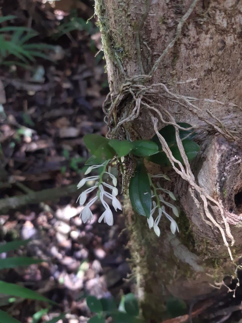 Aerangis hyaloides photo 5