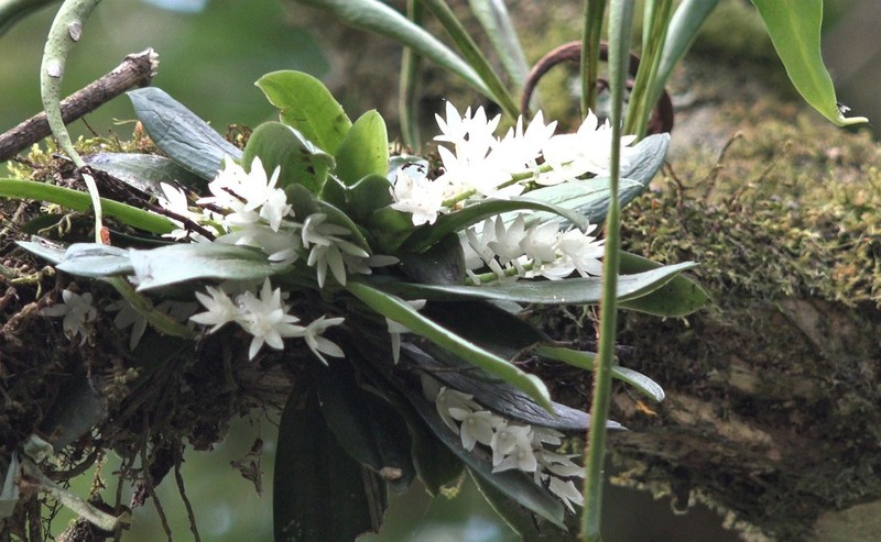 Aerangis hyaloides photo 6