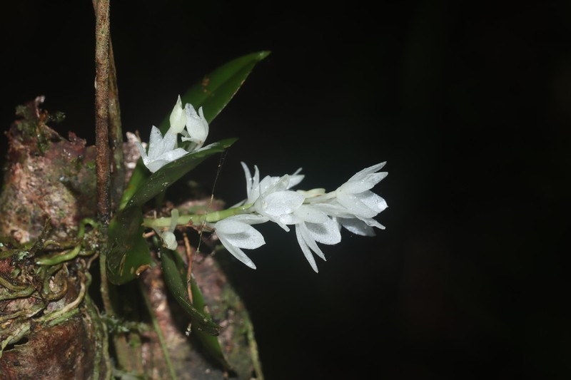 Aerangis hyaloides photo 7