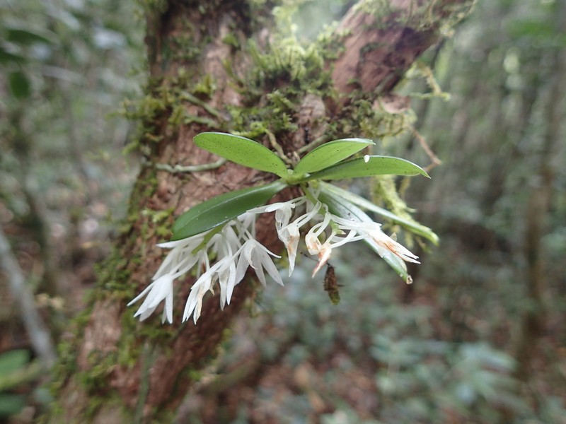Aerangis hyaloides photo 8