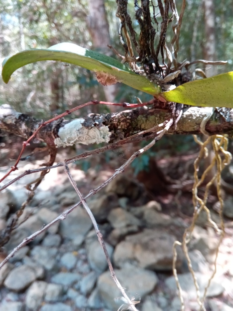 Aerangis ikopana