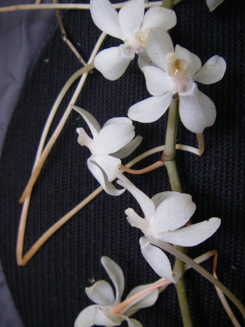 Aerangis ikopana photo 3