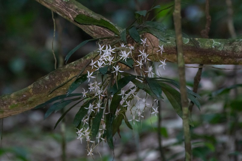 Aerangis jacksonii
