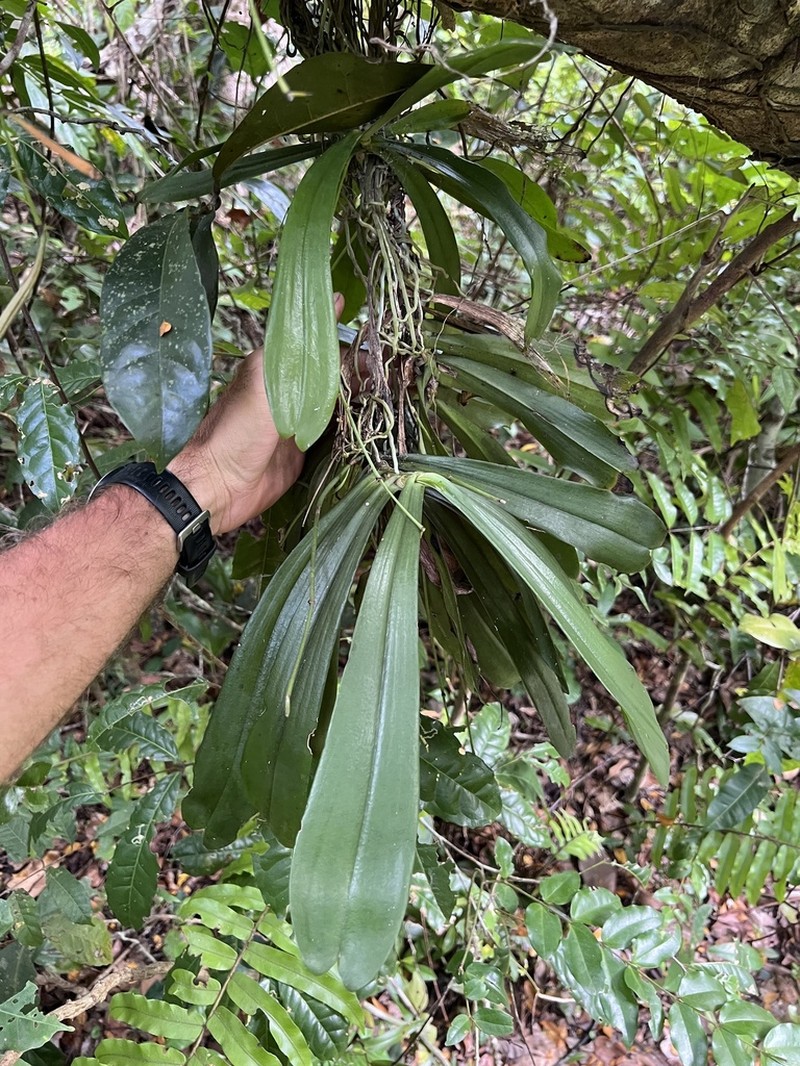 Aerangis kirkii
