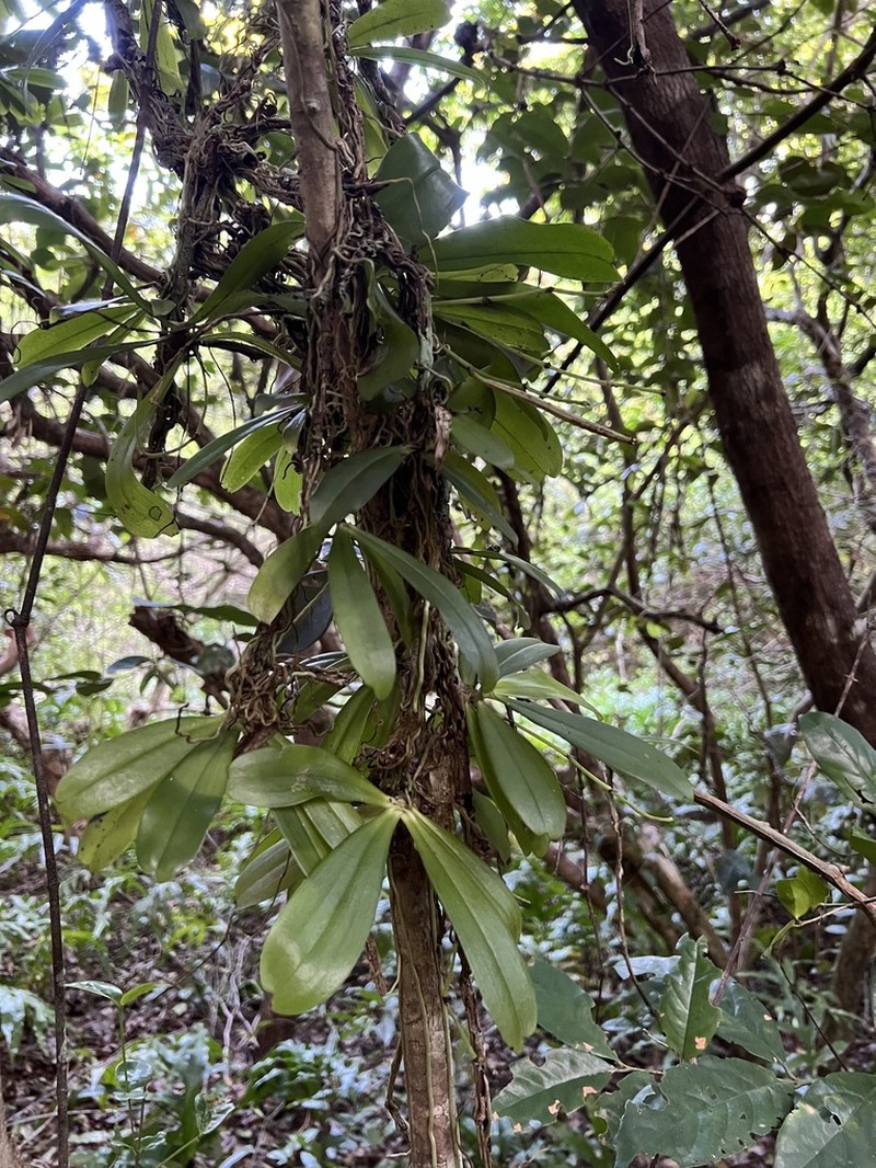 Aerangis kirkii photo 2
