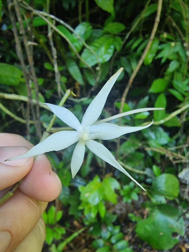 Aerangis kirkii photo 3