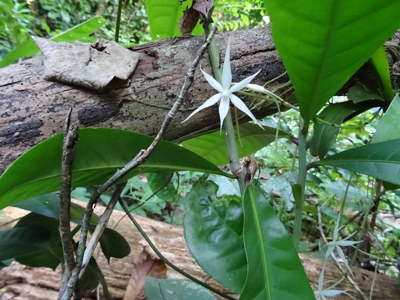 Aerangis kirkii photo 4