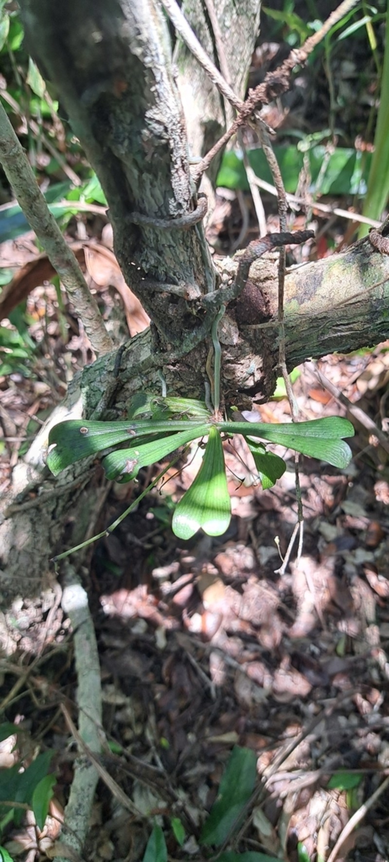 Aerangis kirkii photo 5