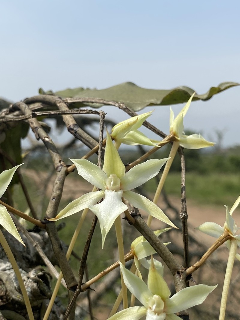 Aerangis kotschyana