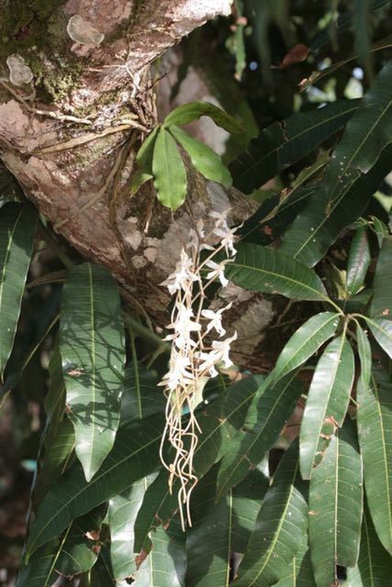 Aerangis kotschyana photo 2