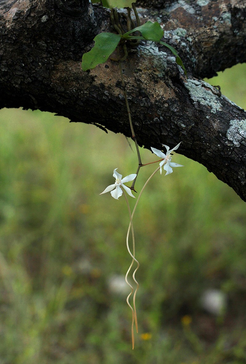 Aerangis kotschyana photo 3