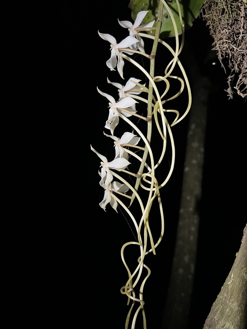 Aerangis kotschyana photo 4