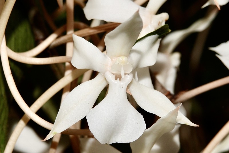 Aerangis kotschyana photo 5