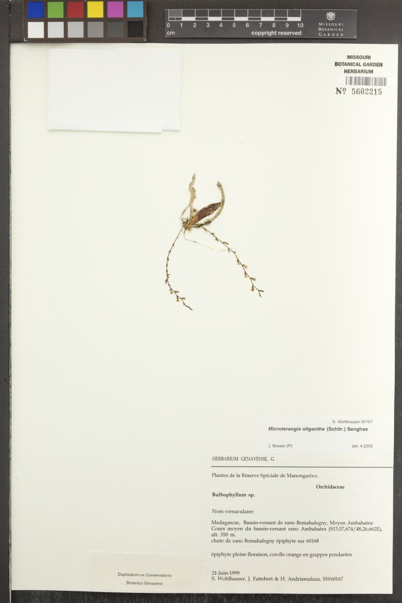 Aerangis lacroixiae