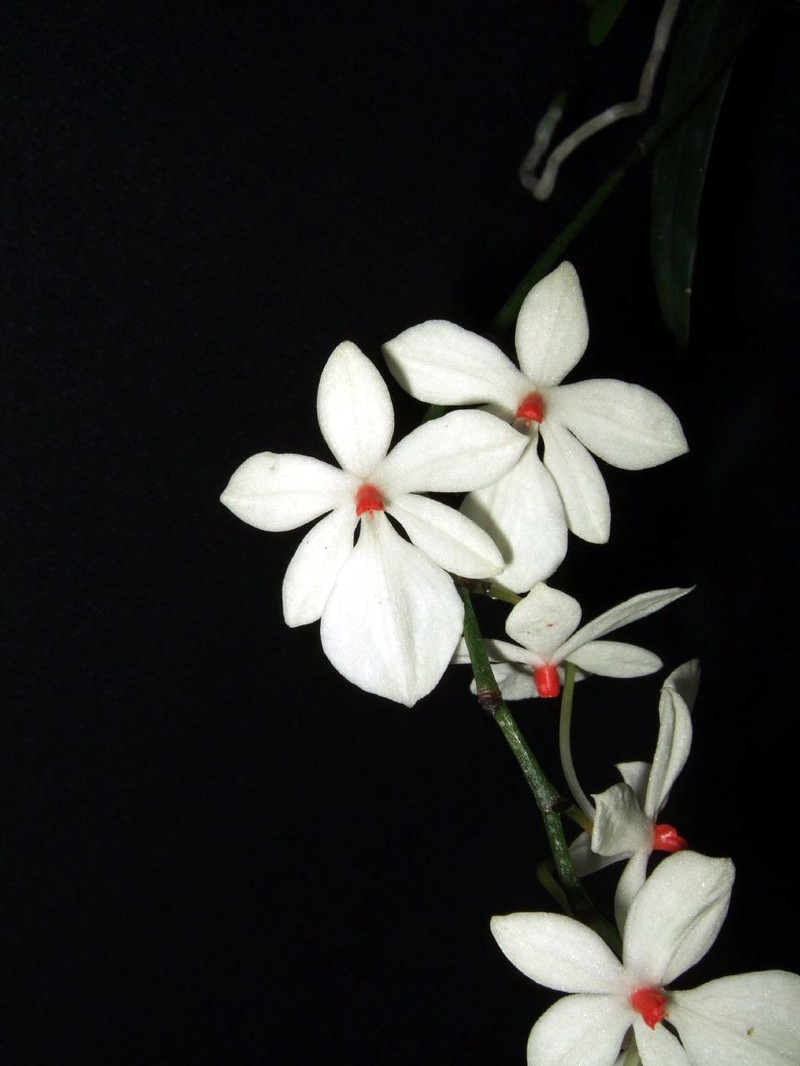 Aerangis luteoalba