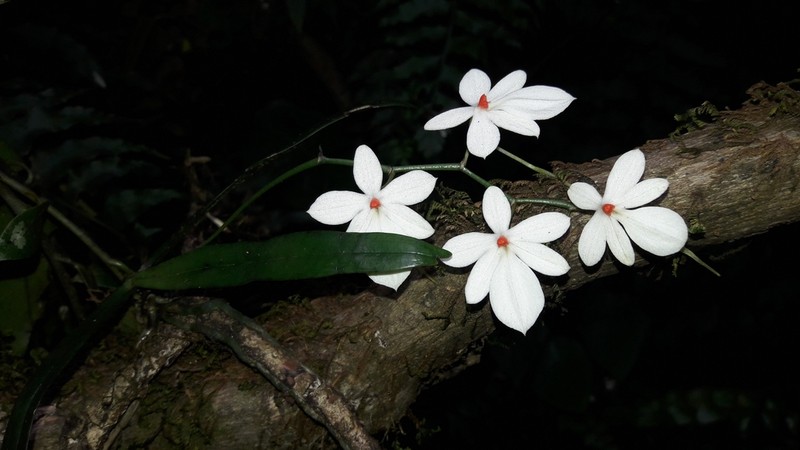 Aerangis luteoalba photo 3
