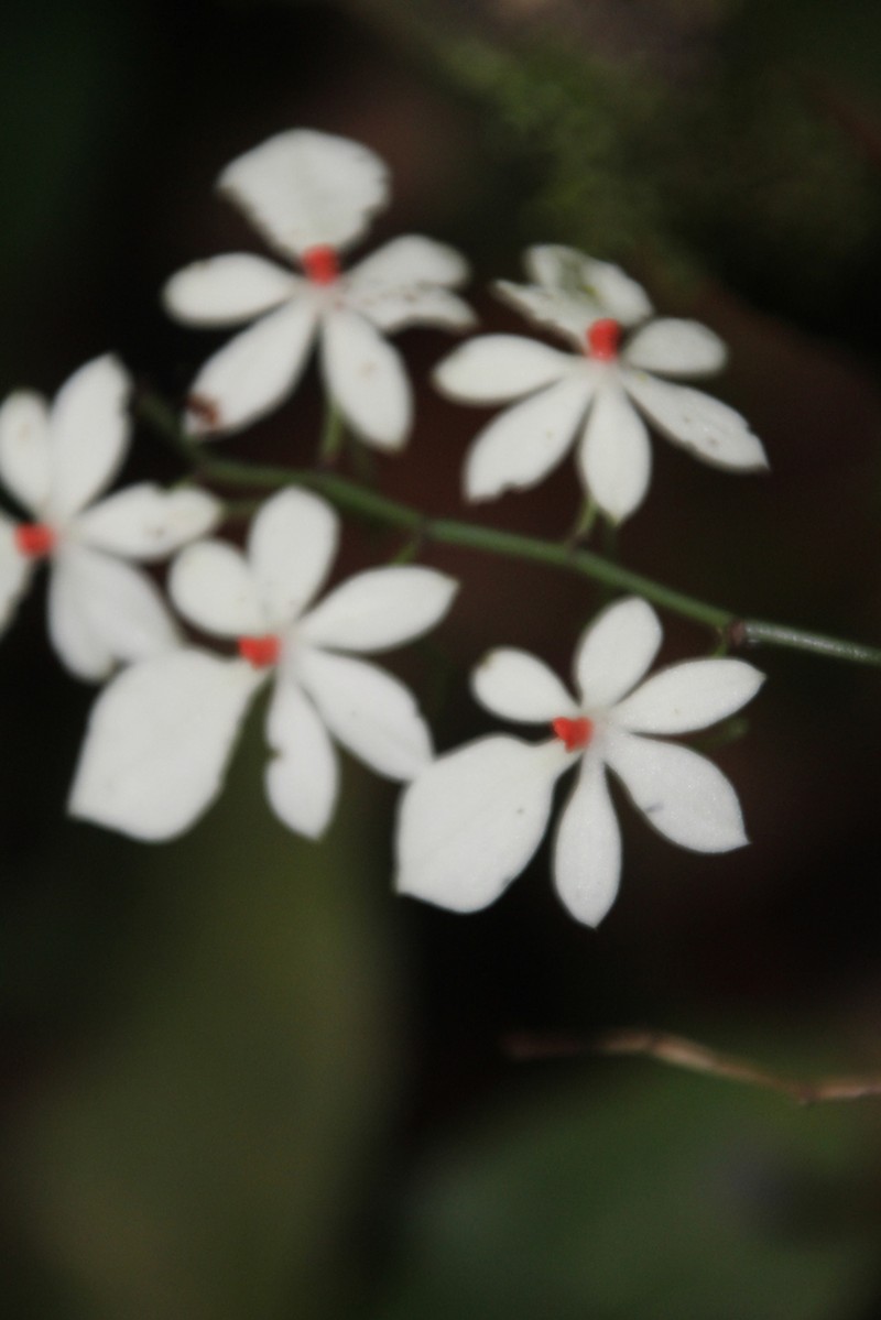 Aerangis luteoalba photo 4