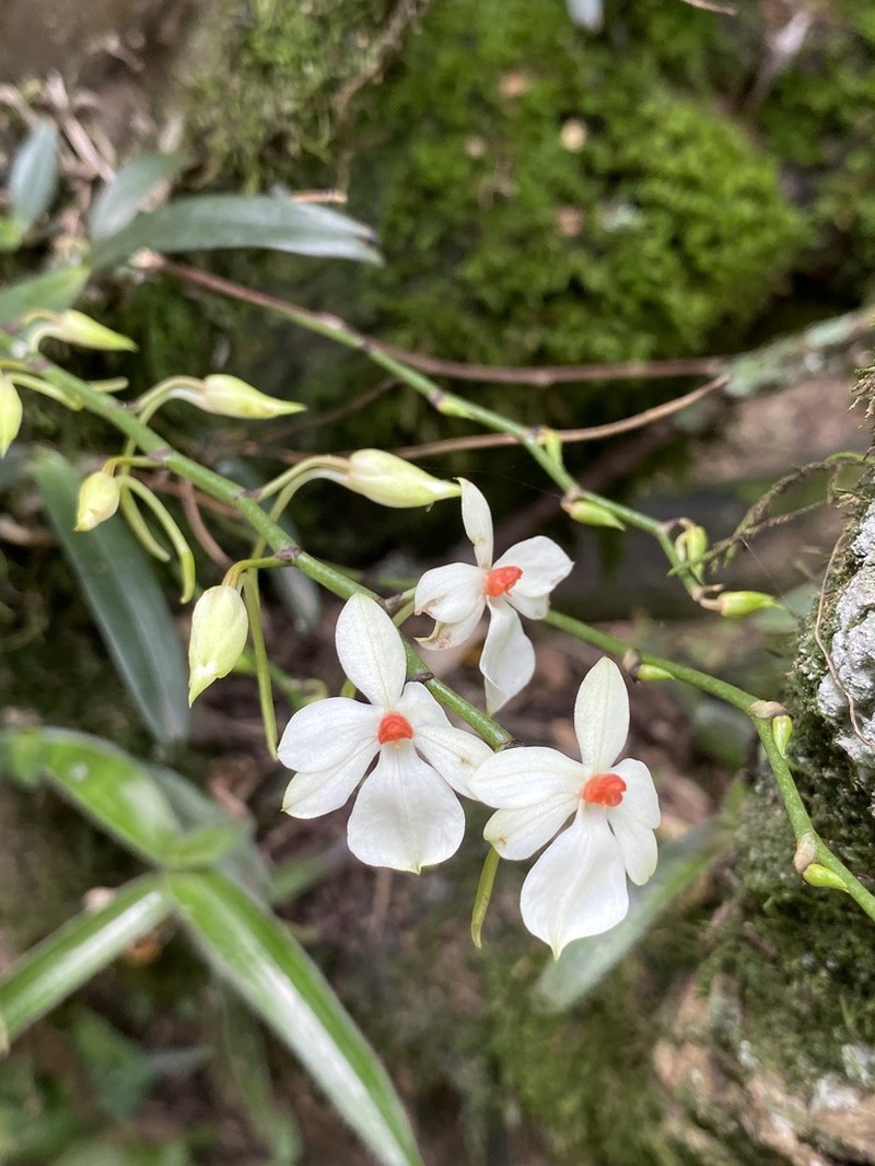 Aerangis luteoalba photo 5