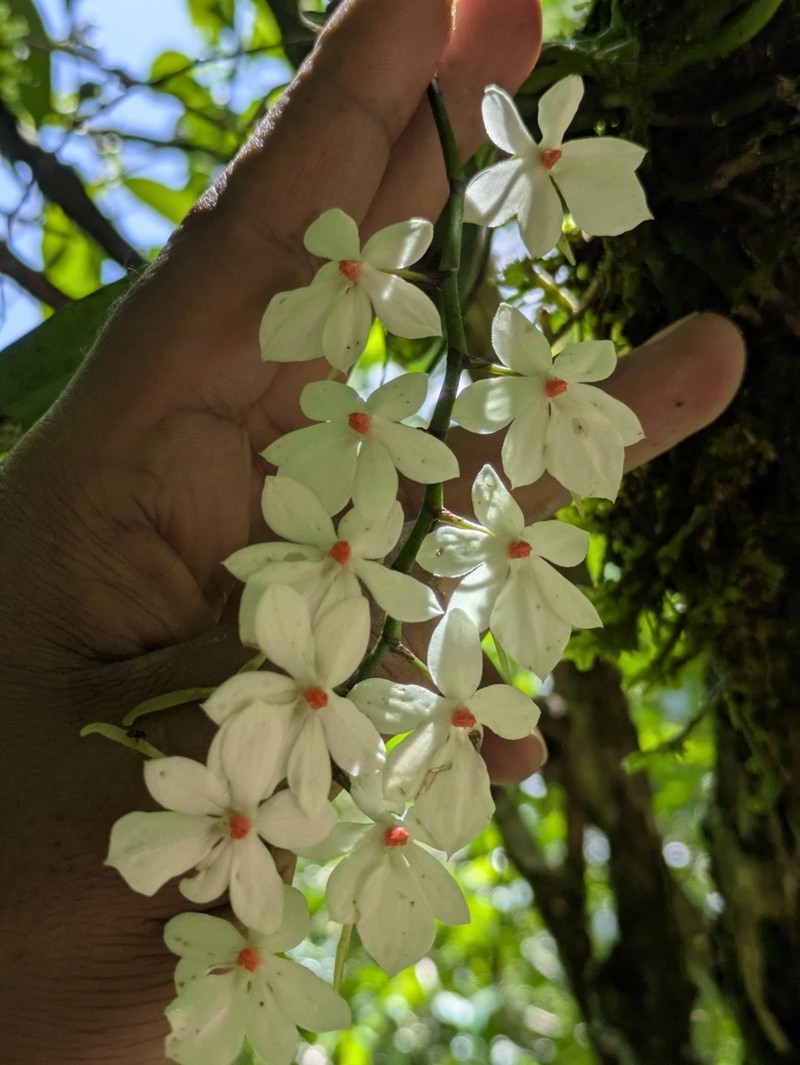 Aerangis luteoalba photo 6