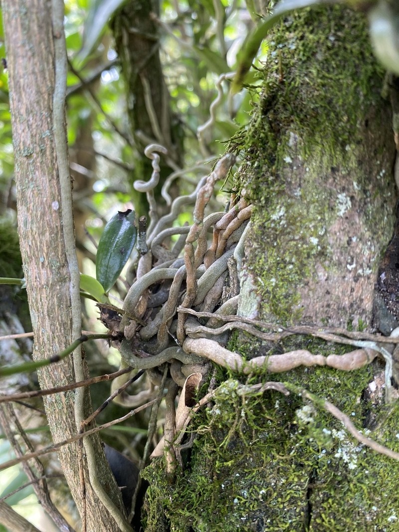 Aerangis luteoalba photo 8