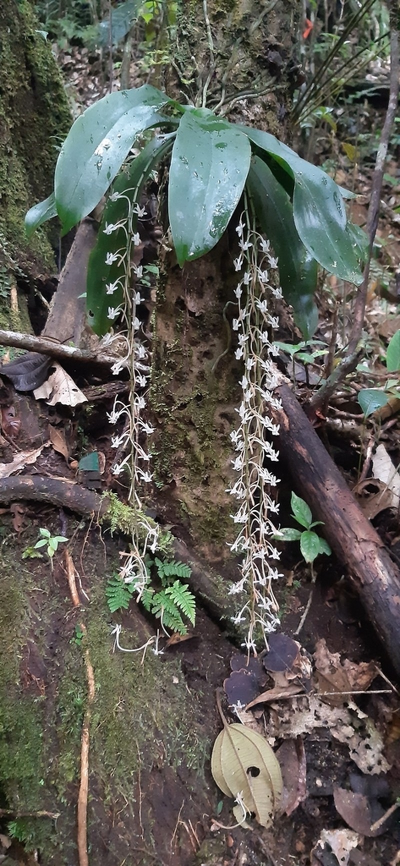 Aerangis macrocentra photo 2
