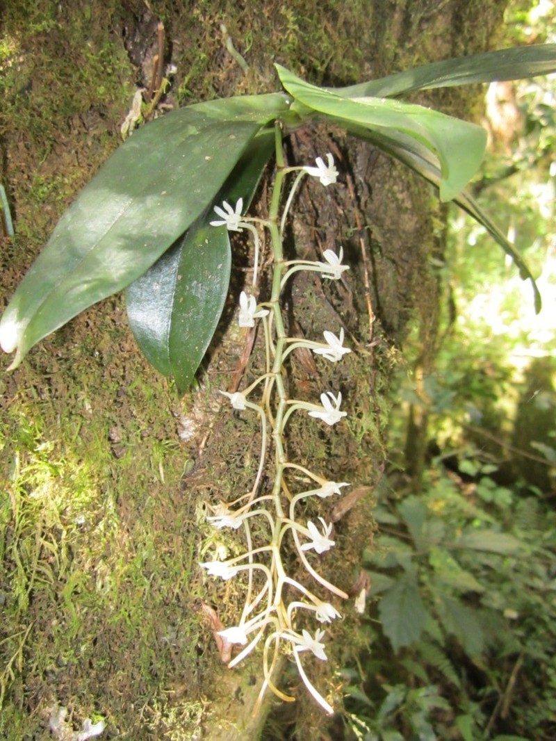 Aerangis macrocentra photo 3