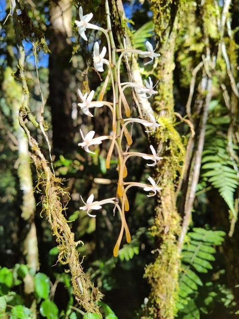 Aerangis macrocentra photo 4