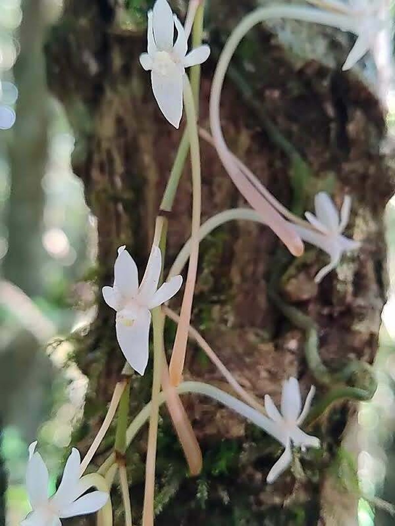 Aerangis macrocentra photo 5
