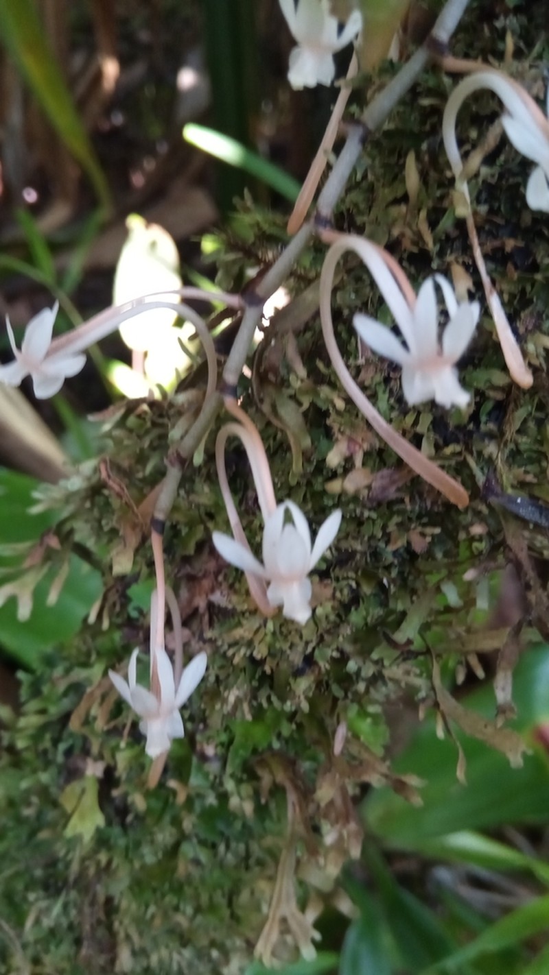 Aerangis macrocentra photo 6