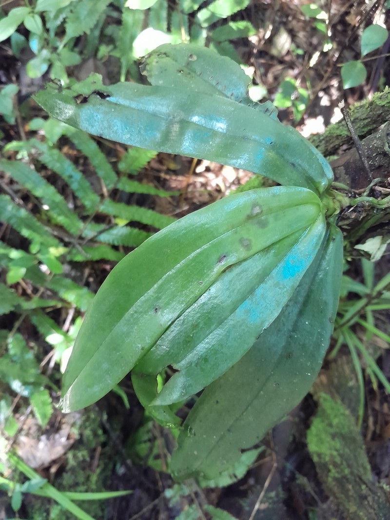 Aerangis macrocentra photo 8