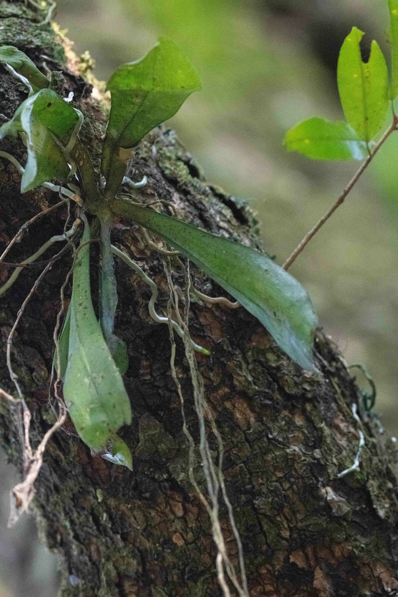Aerangis maireae photo 2