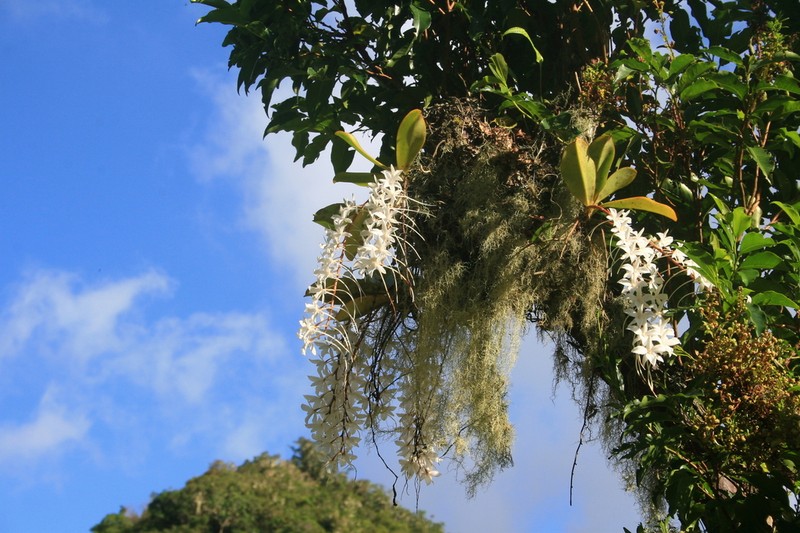 Aerangis modesta photo 2