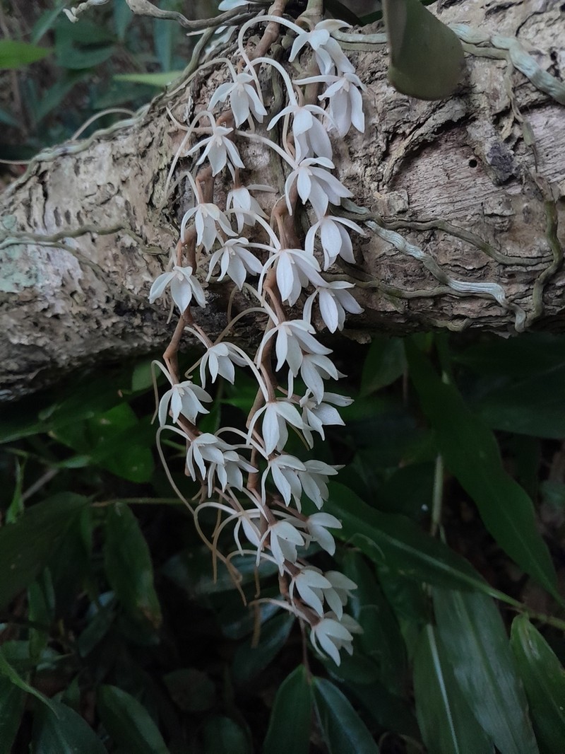 Aerangis modesta photo 3