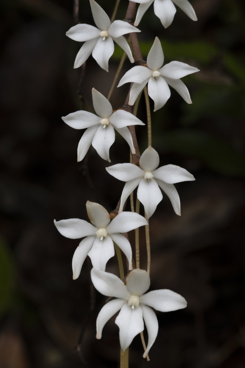Aerangis modesta photo 4