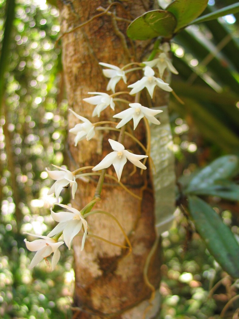 Aerangis modesta photo 5