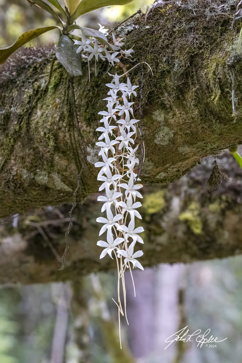 Aerangis modesta photo 6