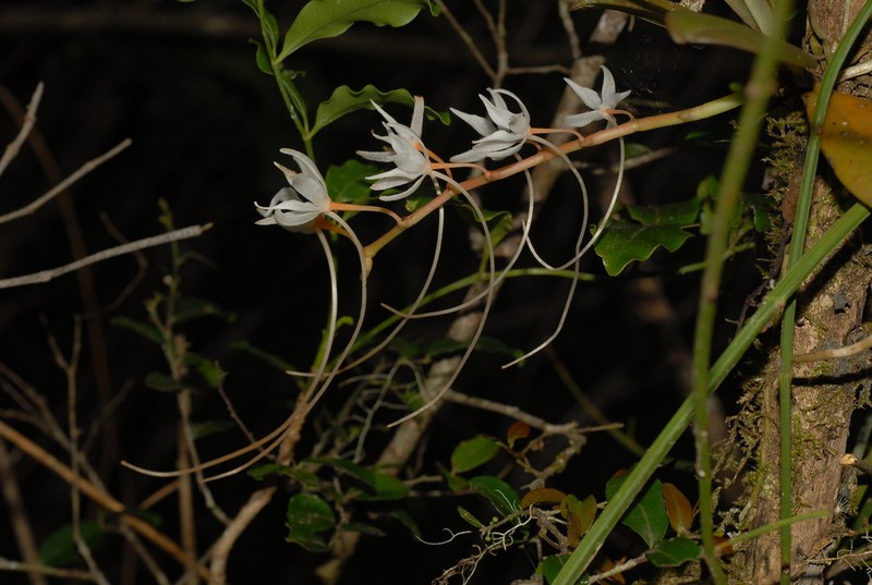 Aerangis modesta photo 7