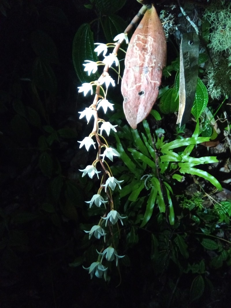 Aerangis modesta photo 8
