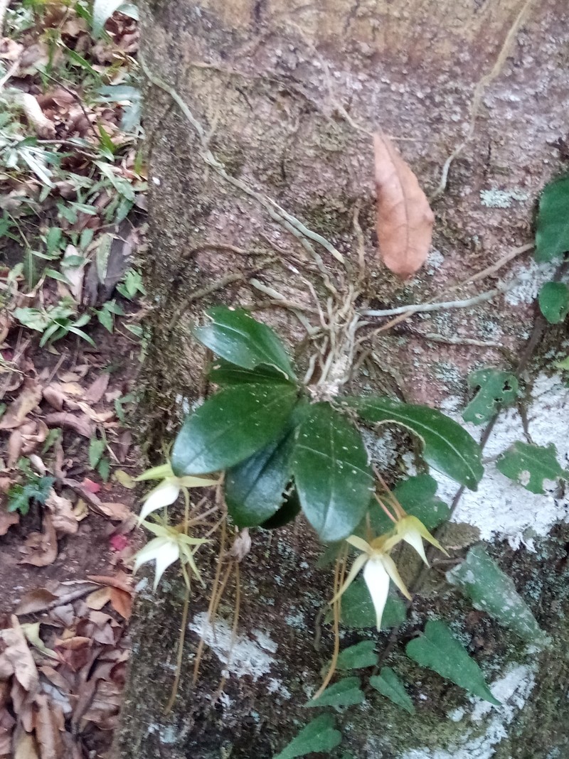 Aerangis monantha photo 3