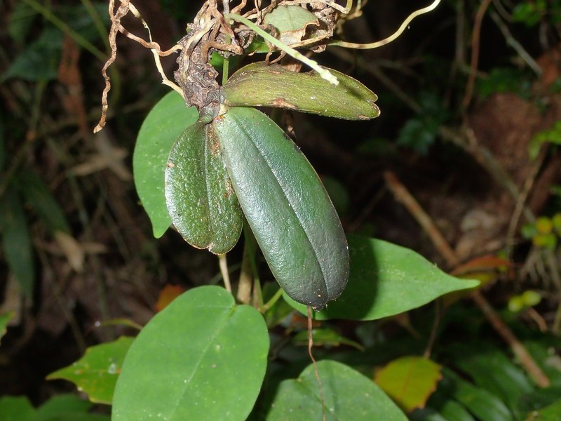 Aerangis monantha photo 4